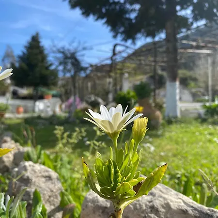 Roula S Cozy With Private Yard & Parking Apartment Vátos